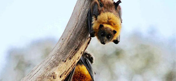 3 bats hanging