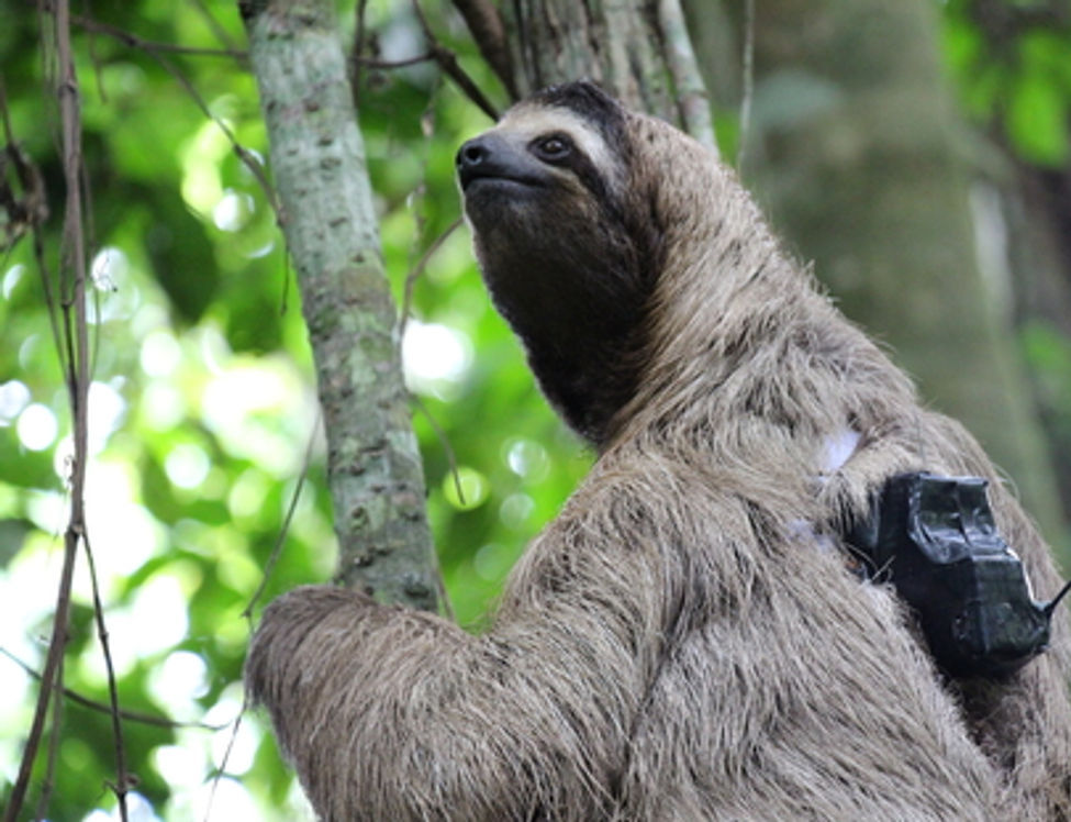 A sloth with a tracker on its back
