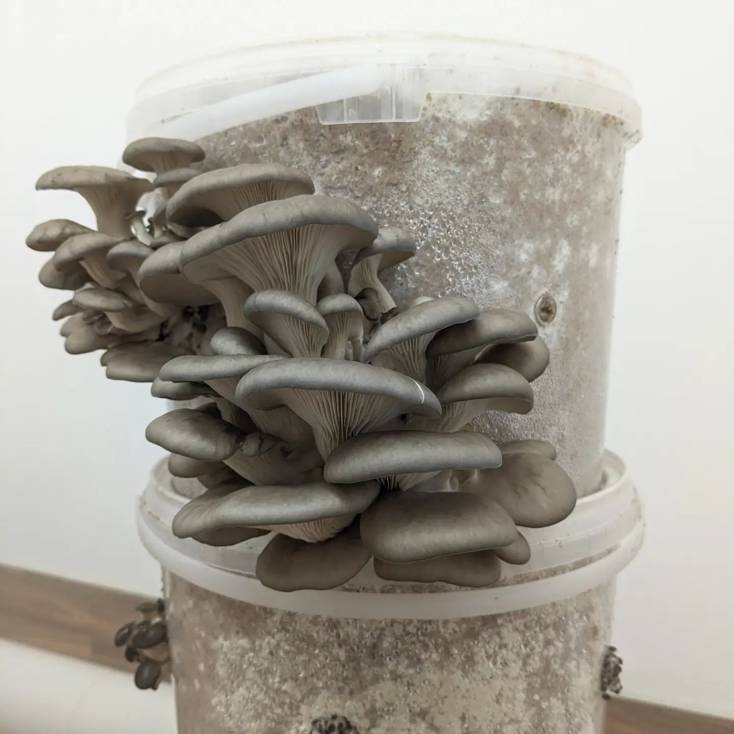 Oyster mushrooms growing out of a reusable plastic tub