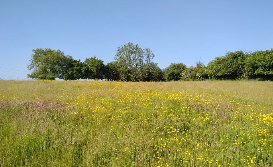 A meadow