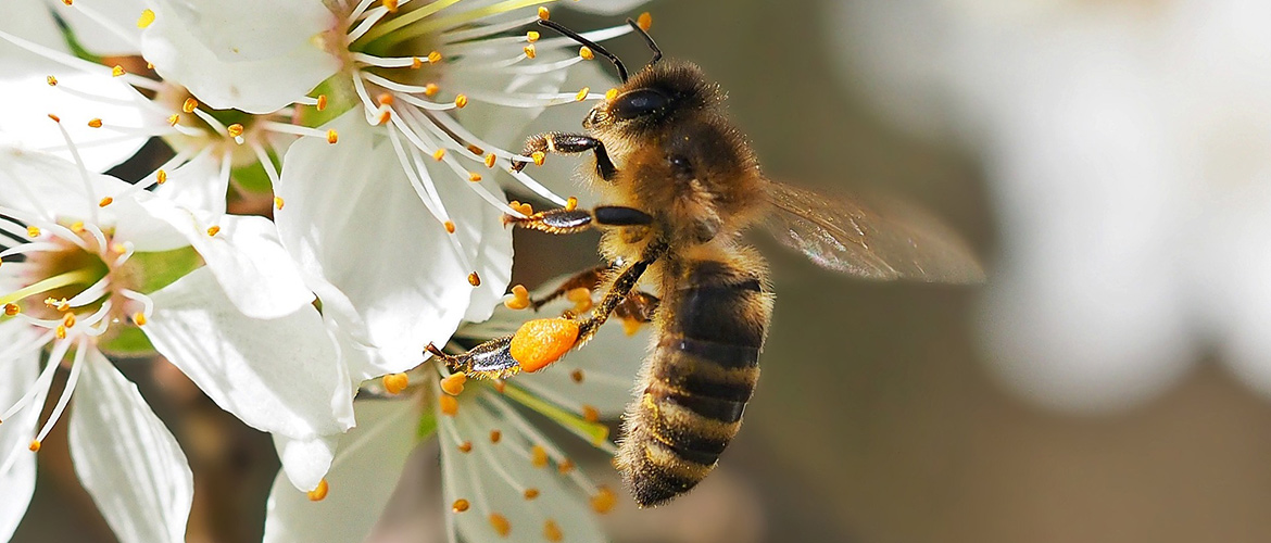 Pixabay image: Kie Ker bee on a flower