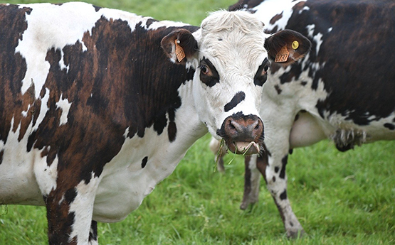 A cow chewing grass