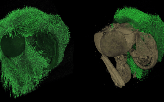 A close up of a specimen from materials science.
