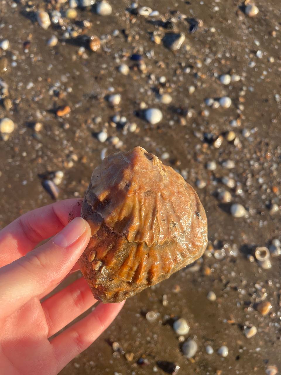 Student holding a shell in front of Swansea beach