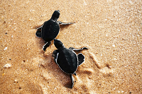 turtle hatching on beach