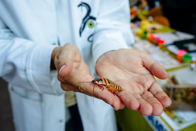 person holding a bug