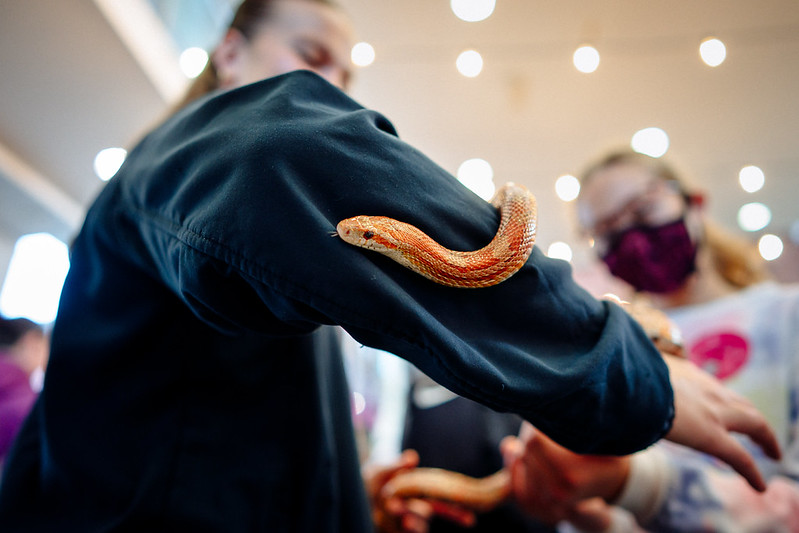Girl holding a snake