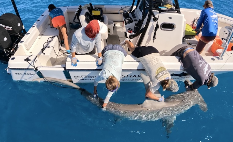People in a boat catching a shark